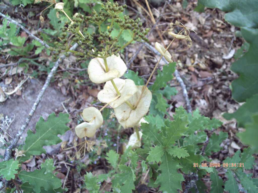 Smyrnium perfoliatum subsp. rotundifolium